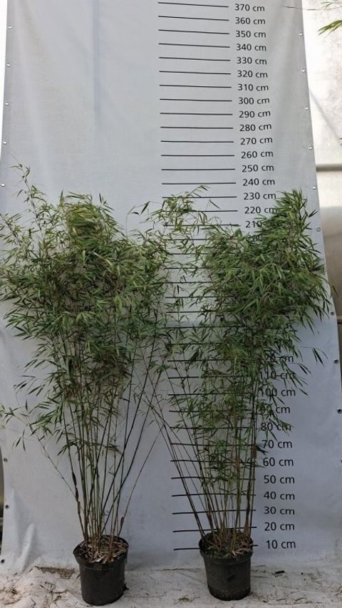 Fargesia scabrida 'Asian Wonder'