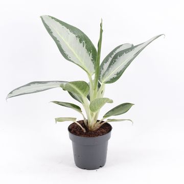 Aglaonema 'Silver Blue'