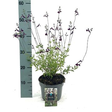 Salvia x jamensis 'Nachtvlinder'