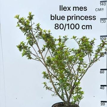 Ilex x meserveae 'Blue Princess'