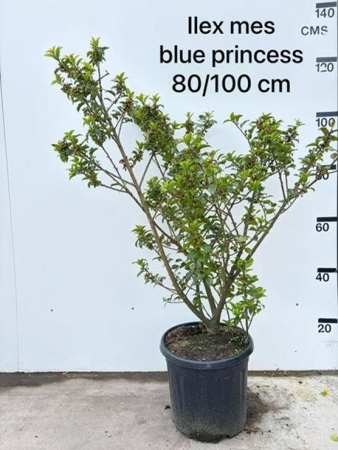 Ilex x meserveae 'Blue Princess'