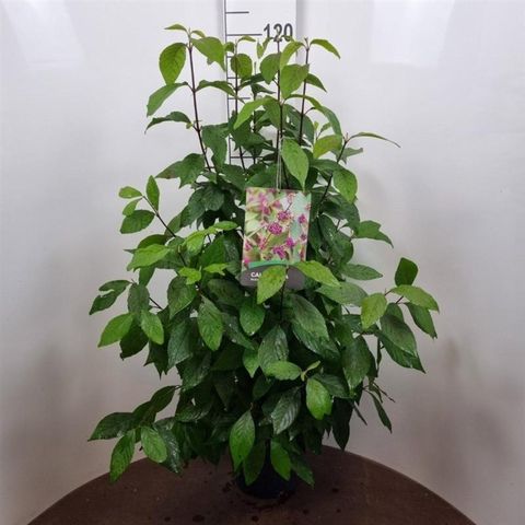 Callicarpa bodinieri 'Profusion'