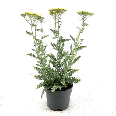 Achillea 'Moonshine'