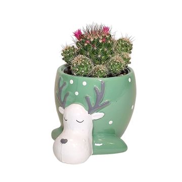 Cactus / Succulents MIX