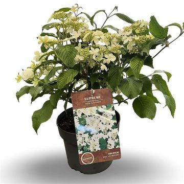 Viburnum plicatum 'Mariesii'