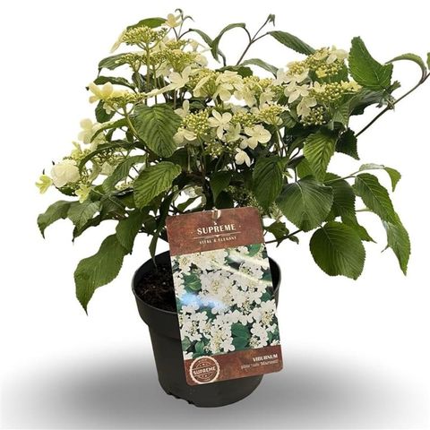 Viburnum plicatum 'Mariesii'