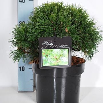 Pinus mugo 'Varella'