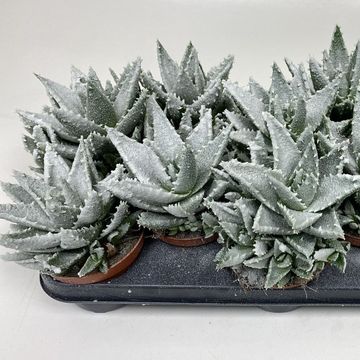 Aloe 'Frosty'