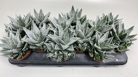 Aloe 'Frosty'