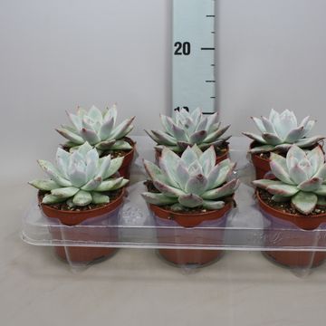 Echeveria colorata
