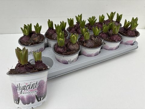 Hyacinthus orientalis 'Apricot Passion'