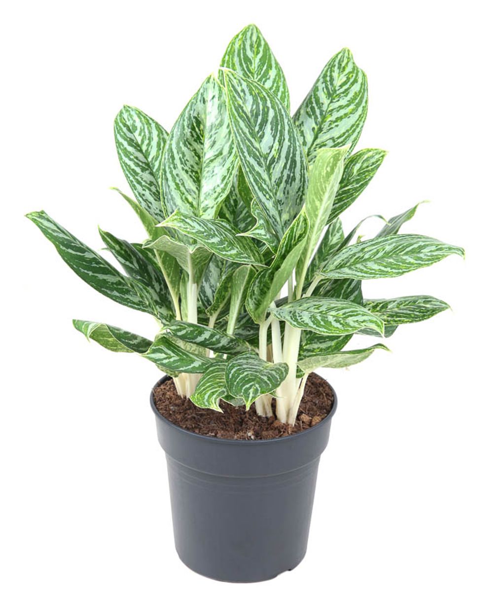 Aglaonema 'Golden Madonna' — Plant Wholesale FlorAccess