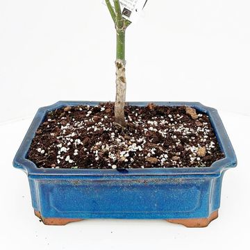 Acer palmatum 'Wilson's Pink Dwarf'