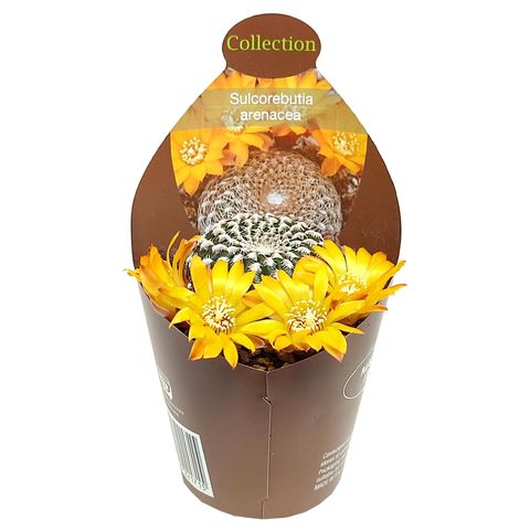 Sulcorebutia arenacea
