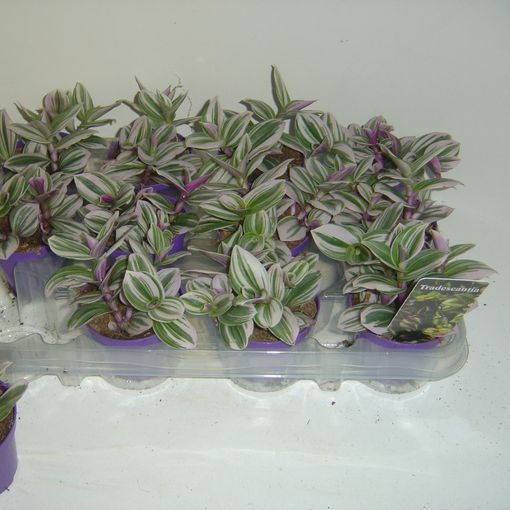 Tradescantia albiflora WHITE