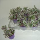 Tradescantia albiflora WHITE