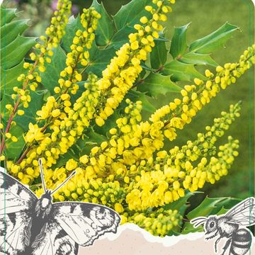 Mahonia x media 'Winter Sun'