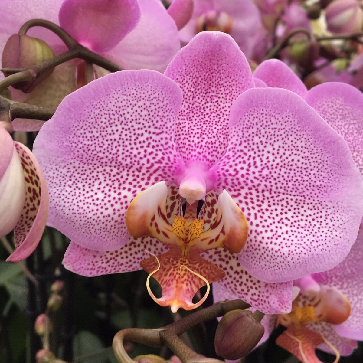 Phalaenopsis FORMATION — Plant Wholesale FlorAccess