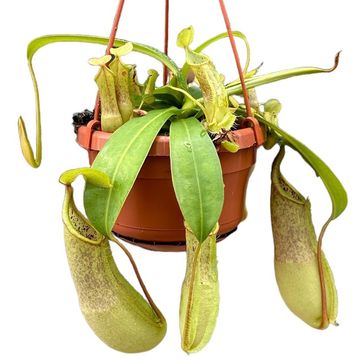 Nepenthes 'Loes'