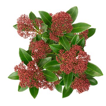 Skimmia japonica RUBESTA