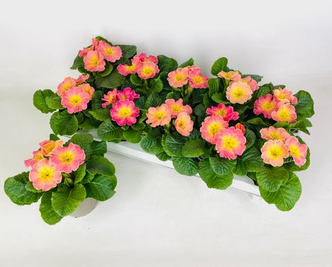 Primula vulgaris 'Chameleon'