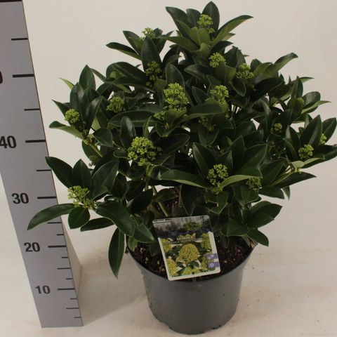 Skimmia japonica WHITE GLOBE