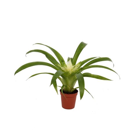 Guzmania 'Evelien'