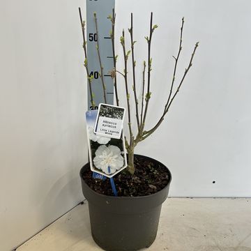 Hibiscus syriacus LITTLE LEGENDS WHITE