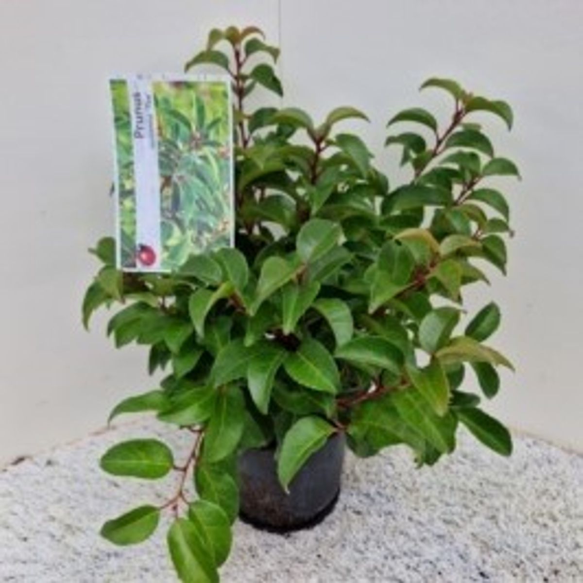 heartleaf philodendron yellow leaves Heart-leaf Philodendron – Plant Detectives main image 0