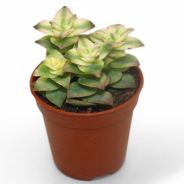 Crassula perforata 'Variegata'