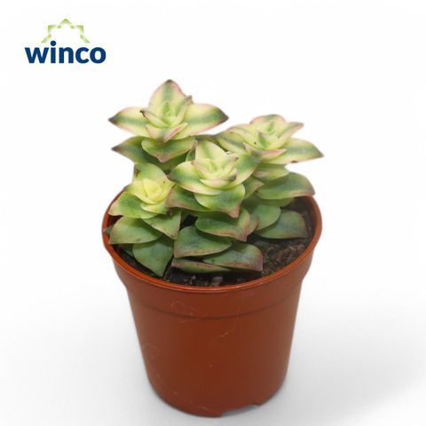 Crassula perforata 'Variegata'