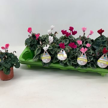 Cyclamen persicum MIX