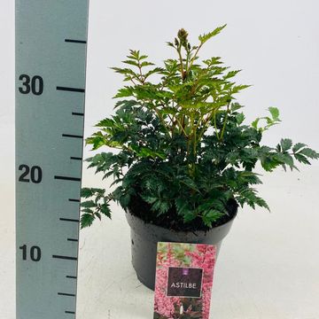 Astilbe 'Hennie Graafland'