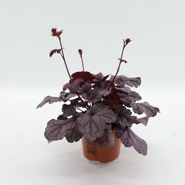 Heuchera 'Sugar Plum'