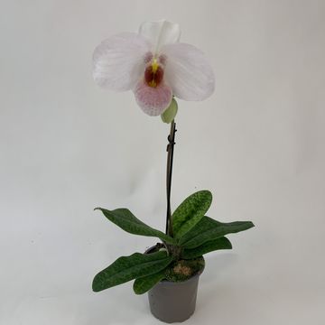 Paphiopedilum 'Joyce Hasegawa'