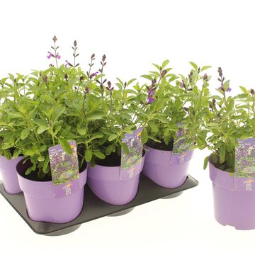Salvia greggii MIRAGE VIOLET