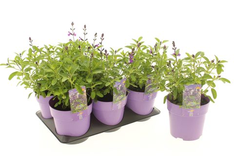 Salvia greggii MIRAGE VIOLET