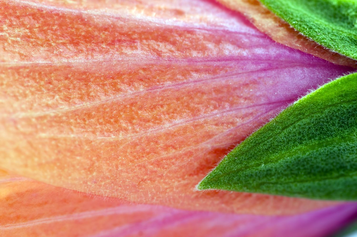 m-s-vendidos-mayorista-de-plantas-floraccess