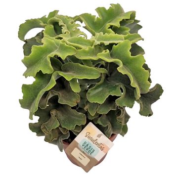 Kalanchoe beharensis 'Nuda'
