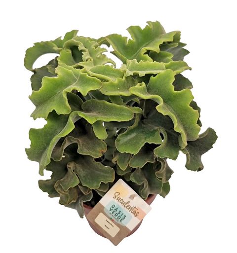 Kalanchoe beharensis 'Nuda'
