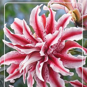 Lilium 'Magic Star'