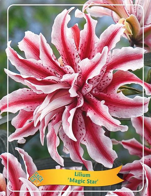 Lilium 'Magic Star'