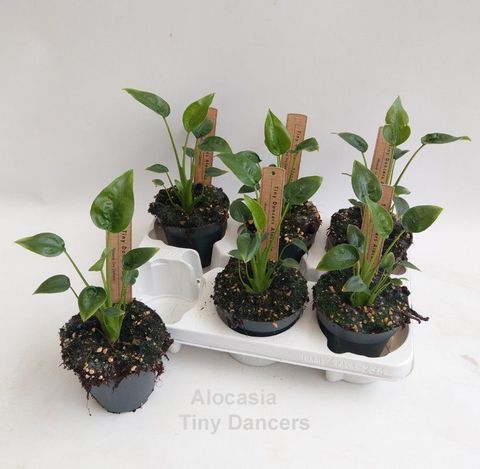 Alocasia 'Tiny Dancer'