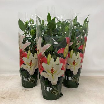 Lilium ORIENTAL HYBRID MIX