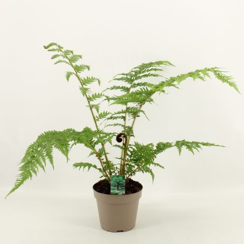 Cyathea cooperi