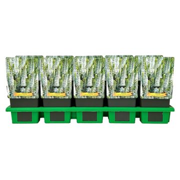 Veronica spicata SNOW CANDLES