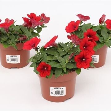 Petunia FAMOUS RED