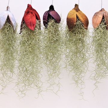 Tillandsia usneoides