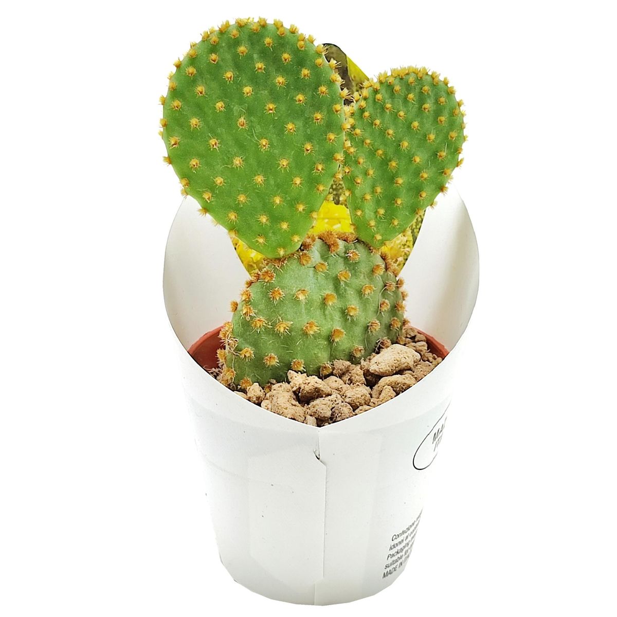 Opuntia microdasys — Plant Wholesale FlorAccess