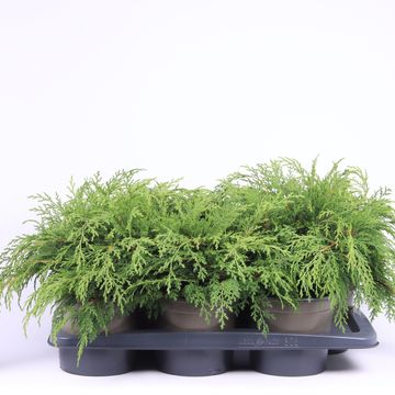 Microbiota decussata